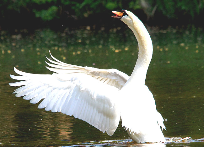 Tiere Schwan